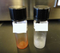 Vials of solid fat extracted from two yeasts in the Phaff Yeast Culture Collection (photo by I. Sitepu)